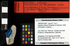 Foto (Objekt + Etiketten) von Gabriella anfracta (Schweitzer & Feldmann, 2009) 